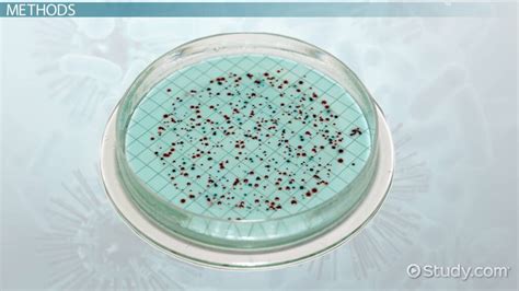 Image result for Enumeration and Identification Example