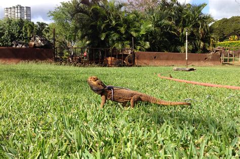 Image result for Real Lizards