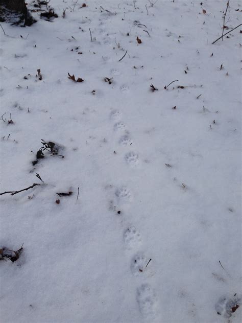Fisher Tracks In Snow