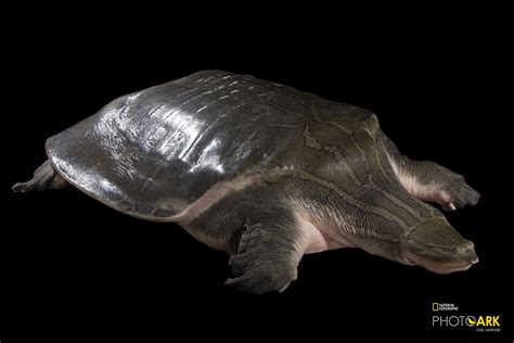 Fastest Softshell Turtle 的图像结果