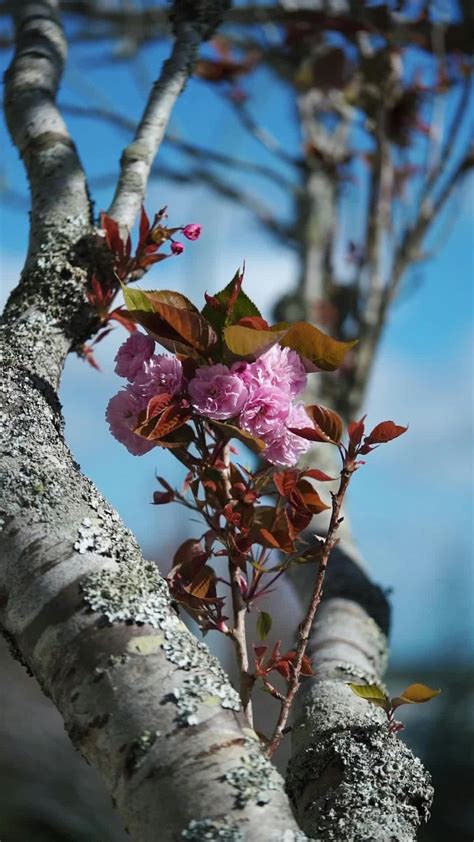 Image result for Free Short Clips for Video Editing