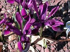 iris fiore coltivazione iris a fioritura primaverile le specie e le cultivar per iris fiore coltivazione iris a fioritura primaverile le specie e le cultivar per