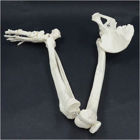 Buy Human Lower Limb s Model - Human Leg Skeleton Hip And Foot Joint ...