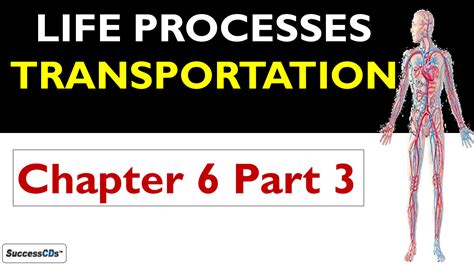 Life Processes Class 10 SuccessCDs 的图像结果