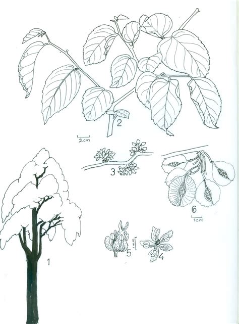 Herbarium JCB