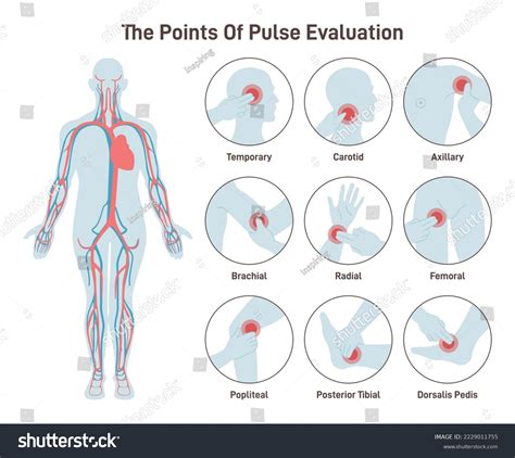 Image result for Dynamic Tree Visualization