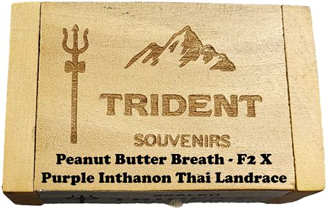 Peanut Butter Breath - F2 X Purple Inthanon Thai Landrace – Trident ...