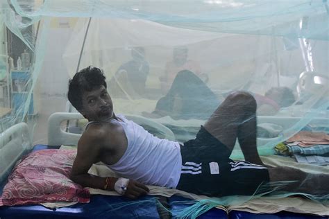 Explained: What Is The Deadly D2 Strain Of Dengue Identified In Parts ...