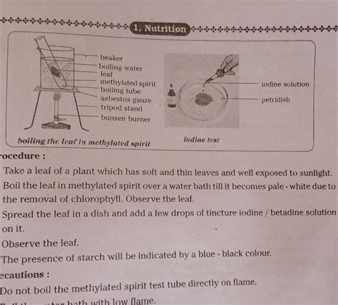 Presence of starch (a type of carbohydrate) in leaves lab activity ...