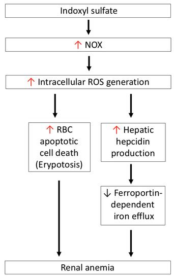 Indoxyl-Sulfate-Induced Redox Imbalance in Chronic Kidney Disease