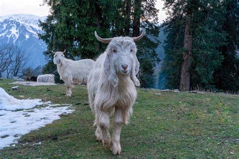 Sethan Valley: Manali's Milder Cousin Holds An Igloo Village