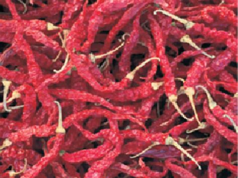 HPH-694 - Variety Hot Pepper | Syngenta