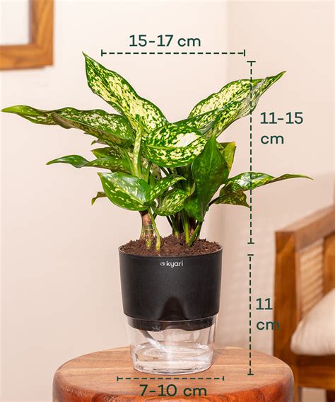 Aglaonema Snow White Plant With Self Watering Pot – Kyari.co