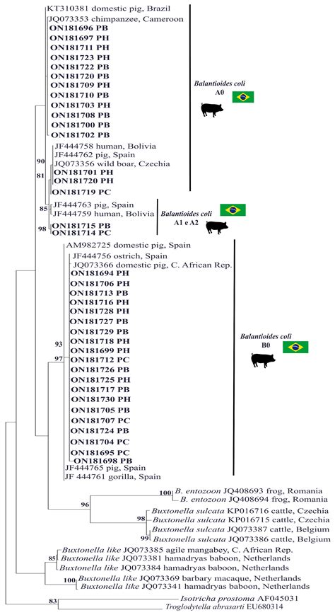 The Phylogenetic Characterization of Balantioides coli Isolated in the ...