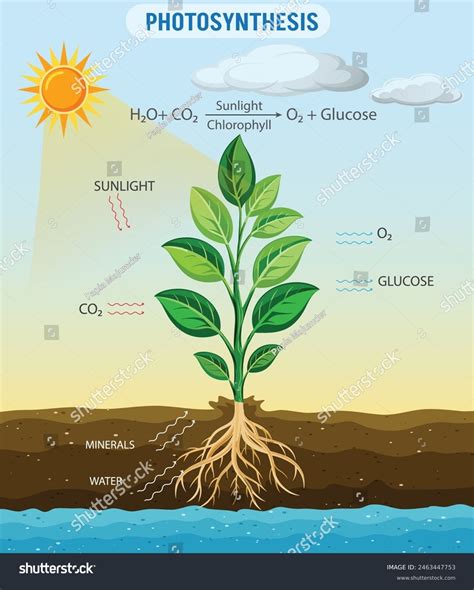 Photosynthesis Plants Convert Sunlight Co2 Water Stock Vector (Royalty Free) 2463447753 ...
