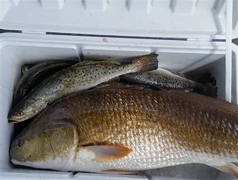 GO TOPLESS FISHING CHARTERS (2026) All You Need to Know BEFORE You Go ...