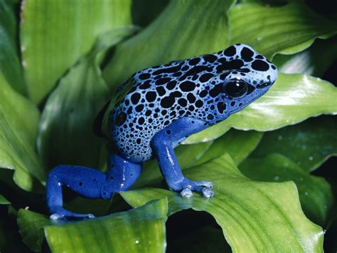 Image result for Poison Tree Frog