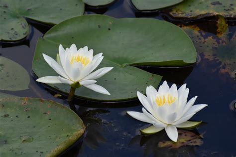 Image result for Turtle Java Eclipse