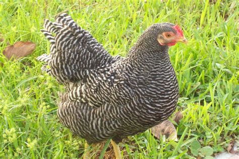 Bantam Barred Rock Rooster