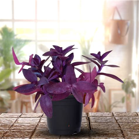 Wandering Jew, Tradescantia Pallida Purple Heart - Purple Queen Live P ...