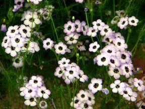 Gilia tricolor (Kuş gözü) - agaclar.net