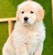 Golden Retriever Puppy for sale in Delhi NCR | India | Dav Pet Lovers