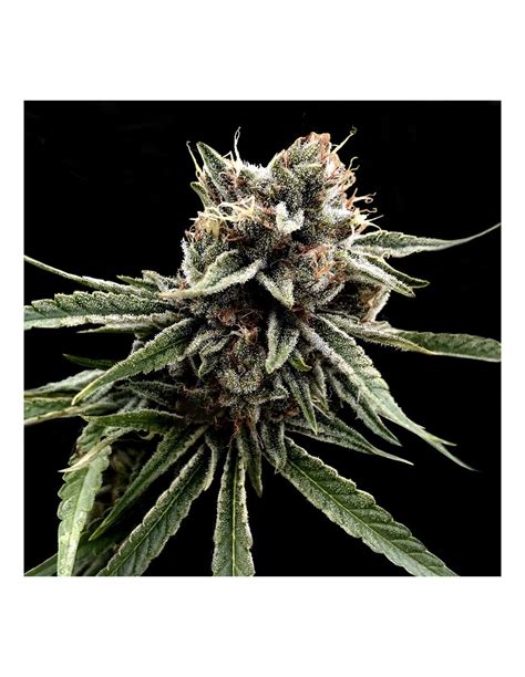 Sour Strawberries (Crockett Family Farms) Regular Seeds