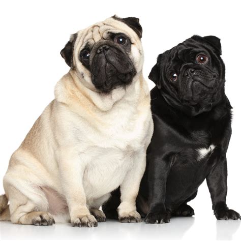 Pug Colors - Coat Colors, Coat Markings And More | Kooky Pugs