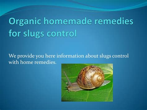 Image result for Homemade Slug Control