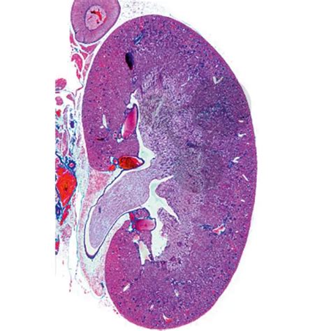 Multimediapaket Lehrer: Histologie Mensch & Säuger Ergänzungssatz 12 ...