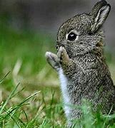 Image result for Bunny Wallpaper ThinkPad Laptop