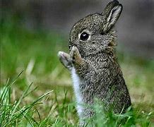 Image result for Cute Rabbit Real