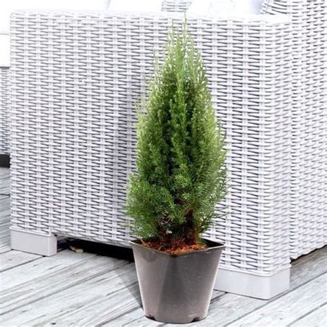 Jual TANAMAN HIAS UNTUK PENGHIAS MEJA Cemara embun juniperus communis ...