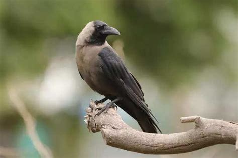 Meet the crow that can talk: New celebrity bird leaves the internet ...