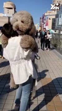 cockapoo full grown