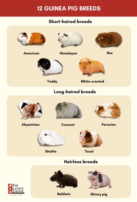 12 Types of Guinea Pig Breeds: Personalities & Care Tips