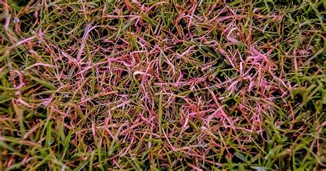 Image result for Red Thread Fungus Control