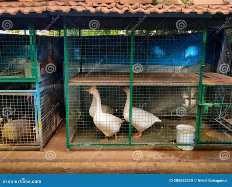 Domestic White Colored Ducks in Cage Stock Photo - Image of wing, asia ...