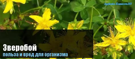 Зверобой, польза и вред для здоровья после 50 лет, лечебные свойства ...