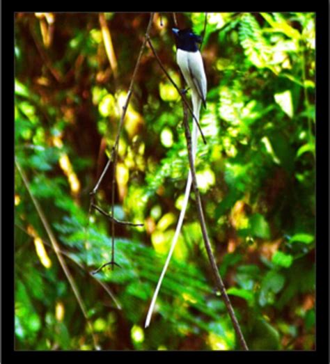 CSIR-NEERI Biodiversity Portal
