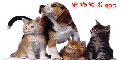 卡片宠物APP领养专区ui界面设计素材-千库网