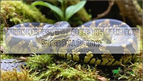 Ball Python Wobble 的图像结果