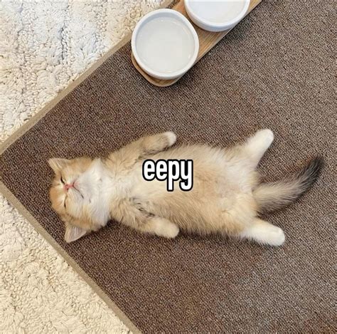 15 Sleepy kitten memes ideas | funny cats, memes, cat memes