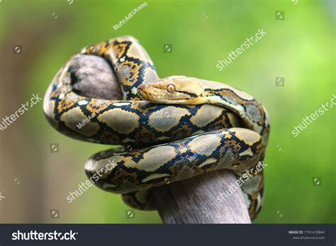 Retic Python 的图像结果