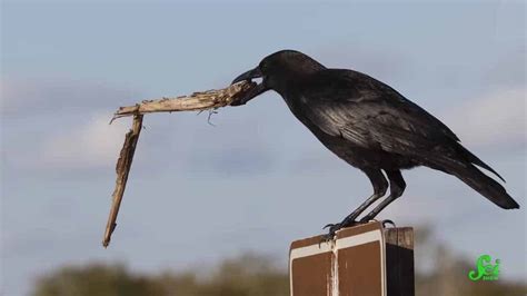 Image result for Crows Using Tools