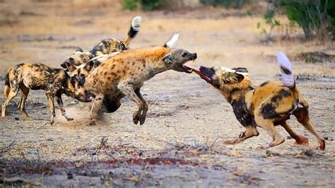 Hyena Vs Wild Dog
