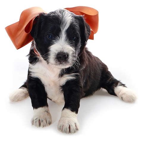 Black And White Goldendoodle