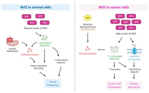 Antioxidants | Special Issue : Oxidative Stress and NRF2 in Health and ...