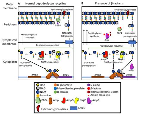 β-lactam Resistance in Pseudomonas aeruginosa: Current Status, Future ...