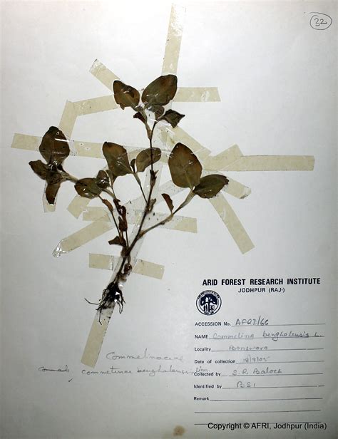 शुष्क वन अनुसंधान संस्थान